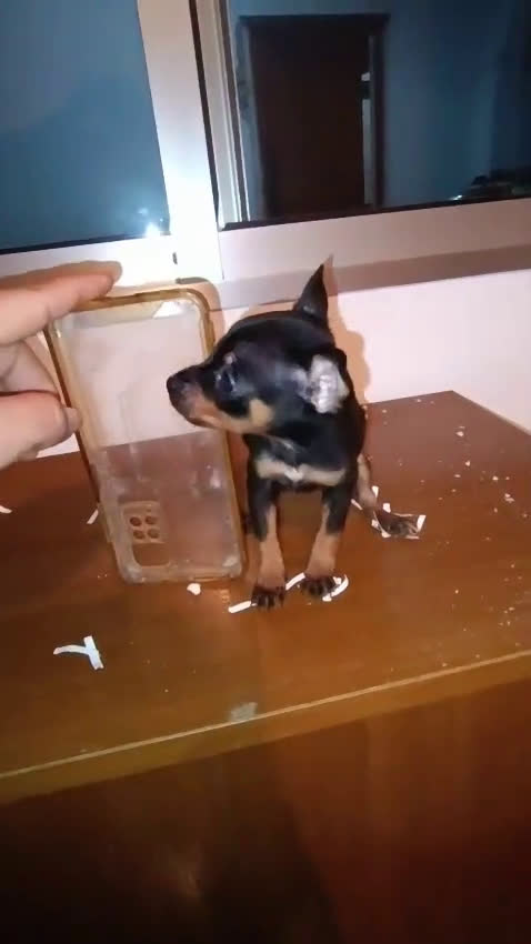 Ratón de Praga perros en venta: Ratones de Praga Máxima Calidad Toyy - Video 2