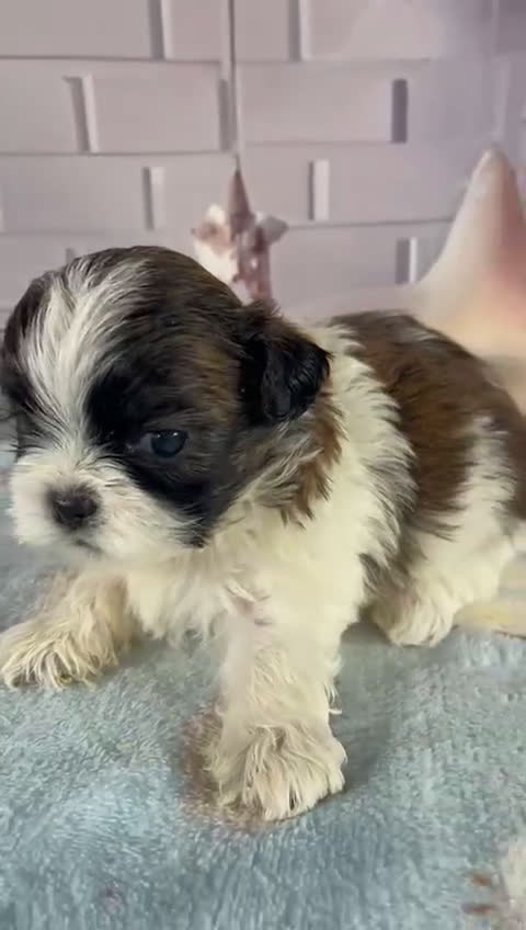 Shih Tzu perros en venta: Shih Tzu muy bonitos!!! - Video 1