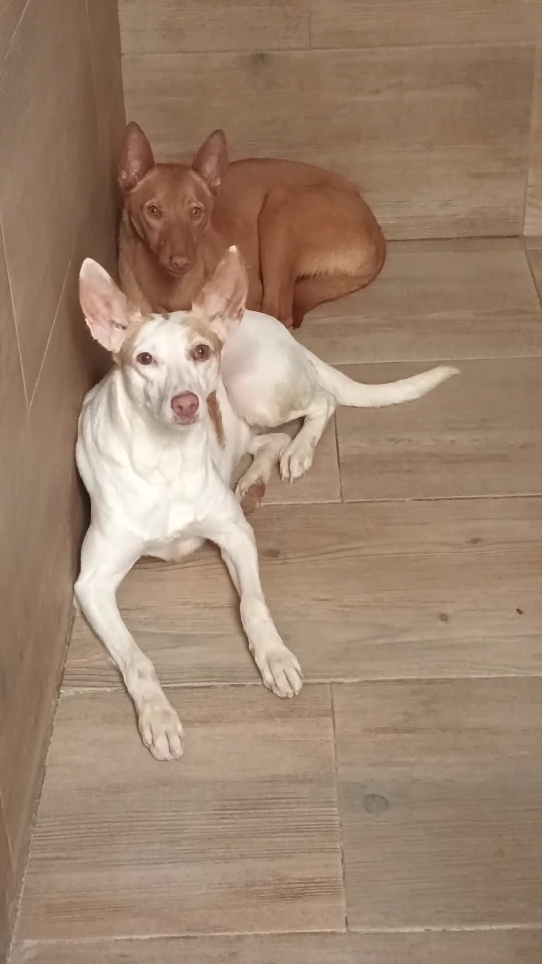 Podenco Andaluz perros en venta: Podenca andaluza - Video 1