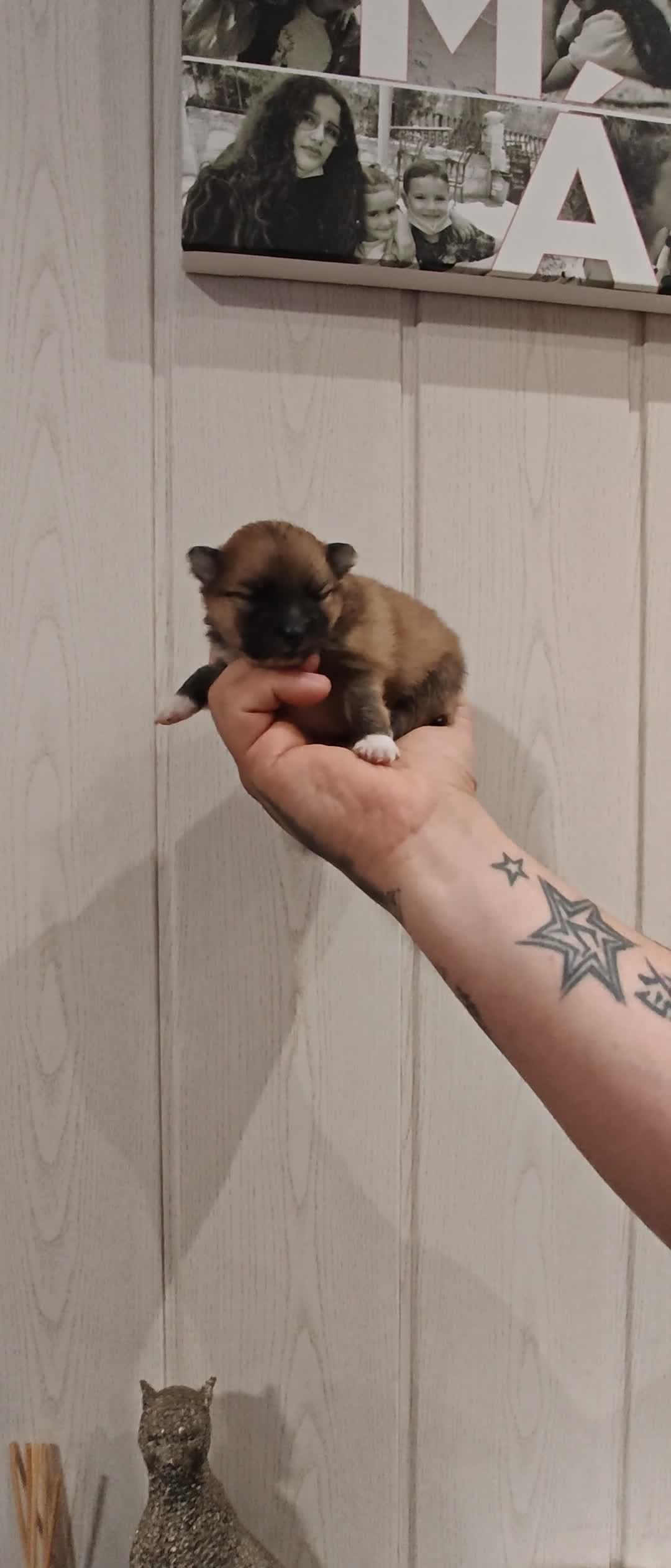 Pomerania perros en venta: Disponible 3 hembras y 1 machoPOMERANIA - Video 2