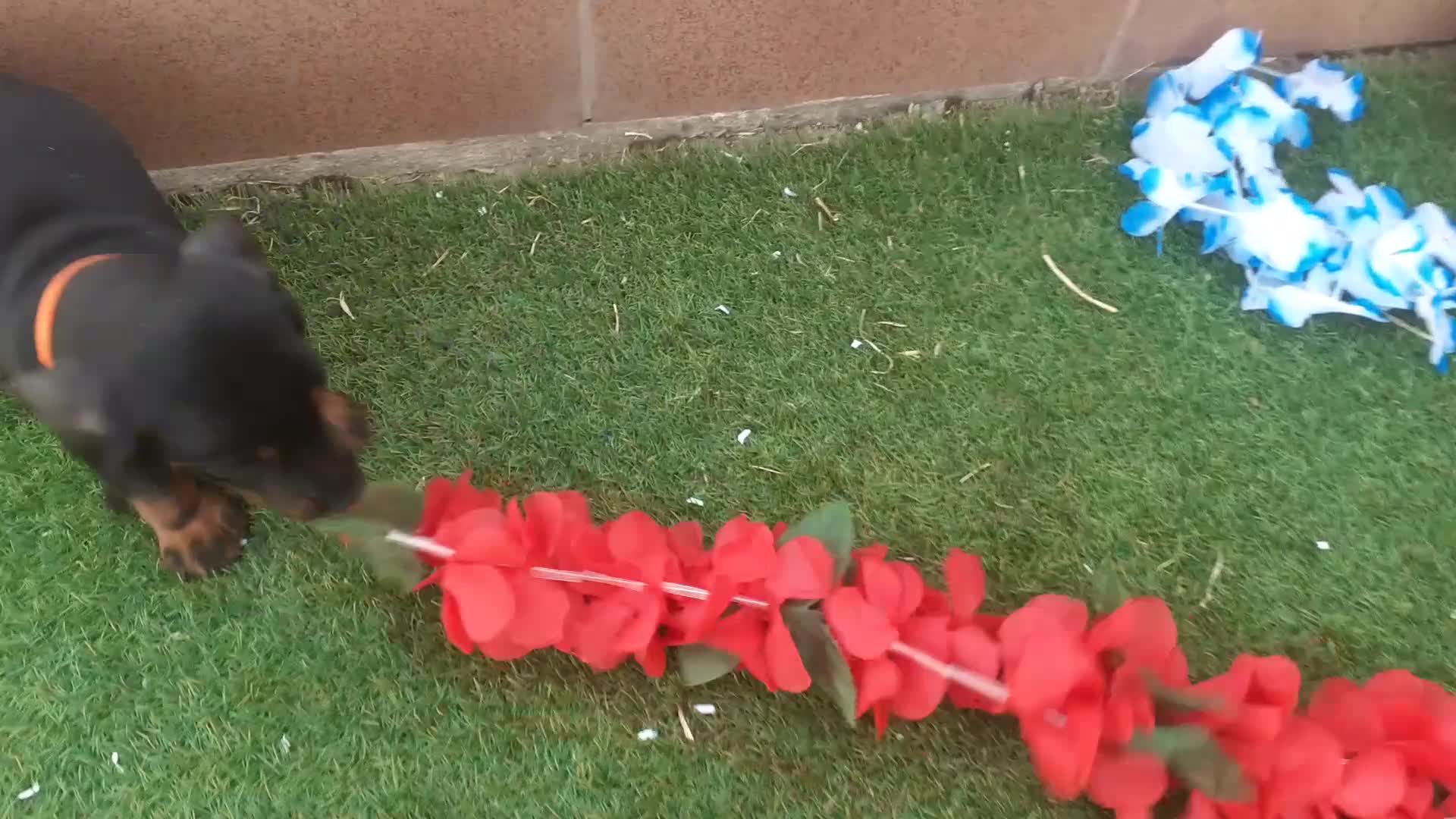 Teckel perros en venta: PRECIOSOS TECKEL NEGRO FUEGO  - Video 1