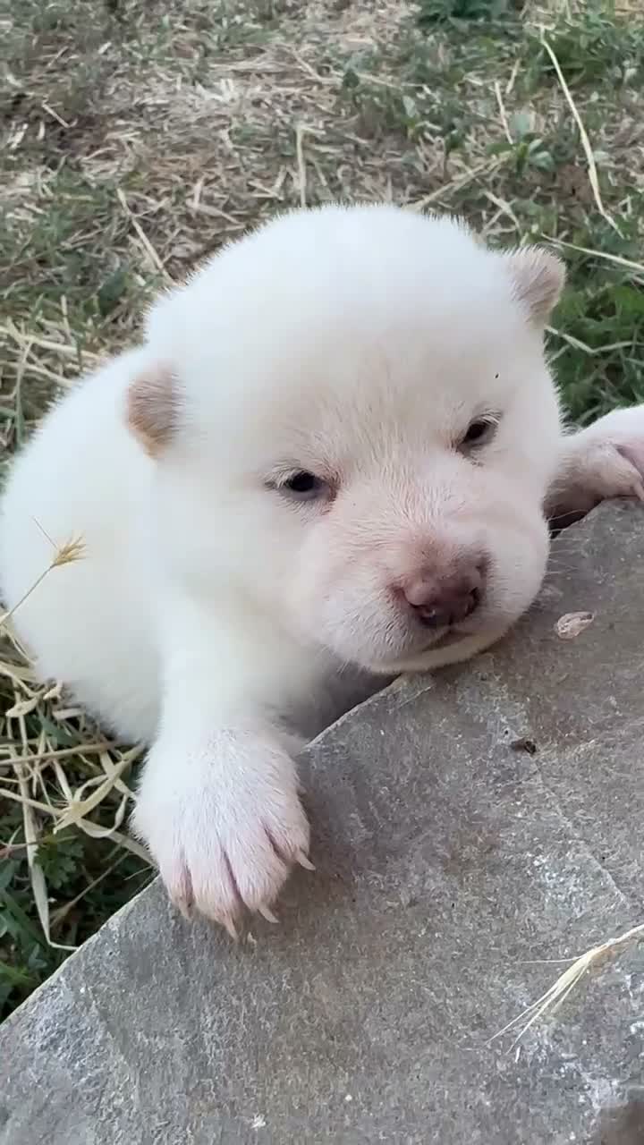 Shiba Inu perros en venta: Shiba Inu - Video 2