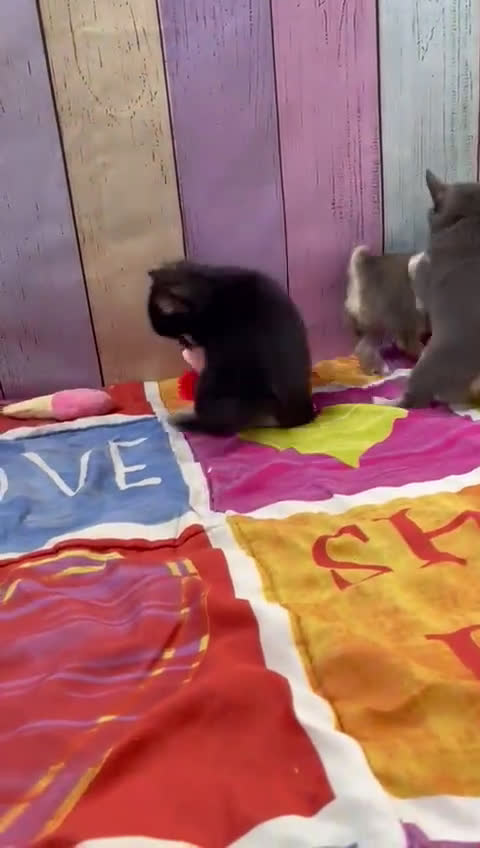 Pomchi perros en venta: Pomchi simpatiquísimos!!! - Video 1