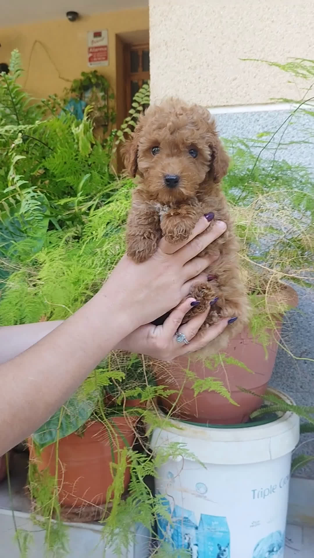 Caniche Toy perros en venta: CANICHES ROJOS EXCLUSIVOS  - Video 1