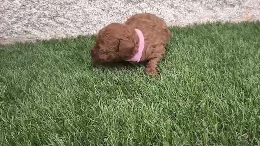 Caniche Toy perros en venta: Caniche Toy Rojo - Video 1