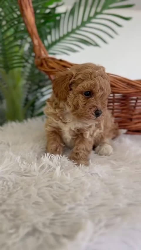 Caniche Toy perros en venta: CANICHE TOY MACHO - Video 1