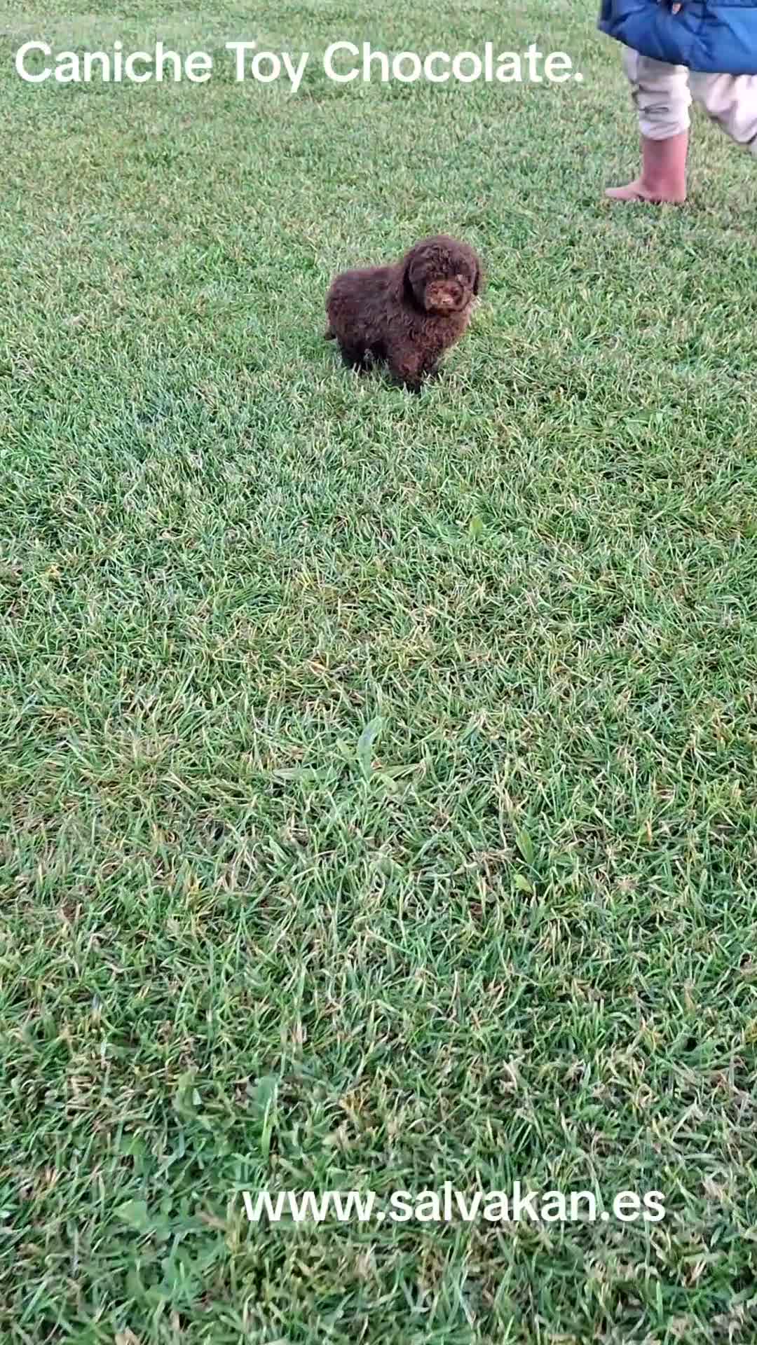 Caniche Toy perros en venta: Caniche Toy Chocolate - Video 1