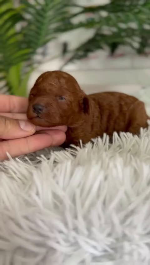 Caniche Toy perros en venta: CANICHE TOY ROJO - Video 1