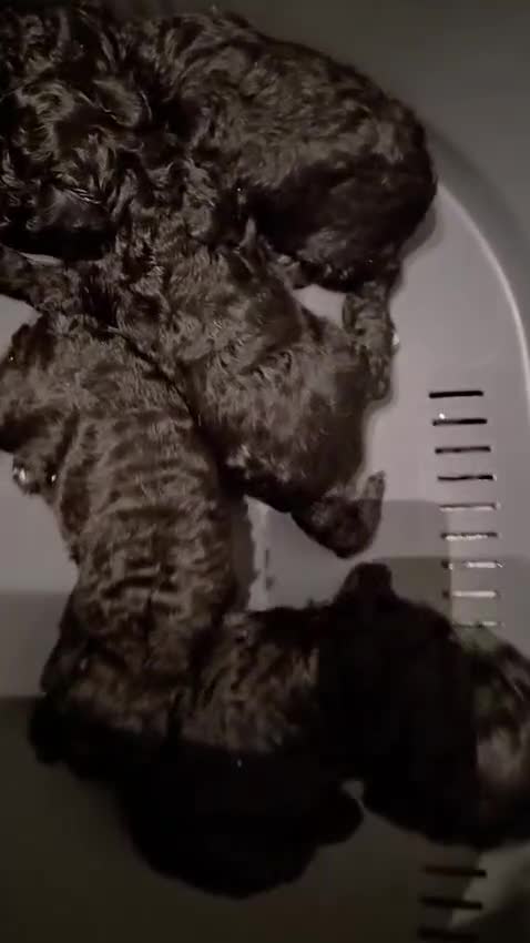 Caniche Toy perros en venta: Caniches toy - Video 1
