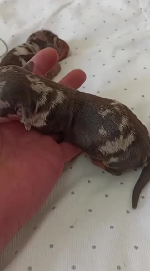 Teckel Miniatura perros en venta: Camada teckel miniatura  - Video 3