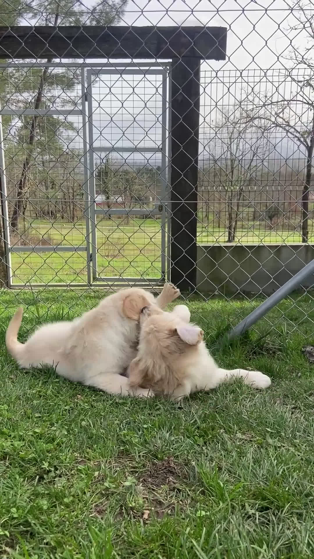 Golden Retriever perros en venta: Golden retriever  - Video 1