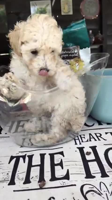 Caniche Toy perros en venta: Caniches toy  - Video 4