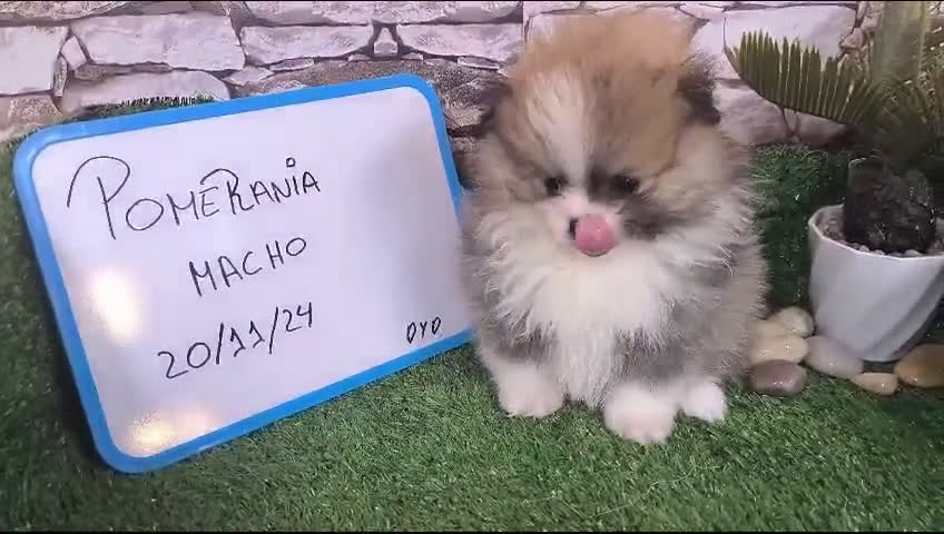 Pomerania perros en venta: Comprar Pomerania   en Granada - Video 1