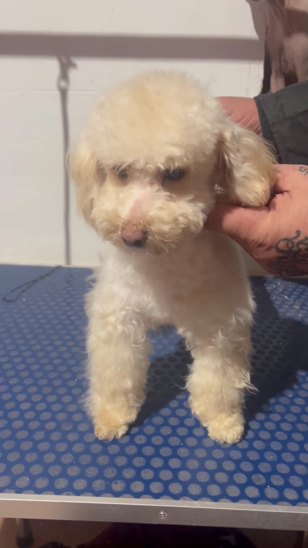 Maltipoo perros en venta: Maltipoo 6 meses - Video 1