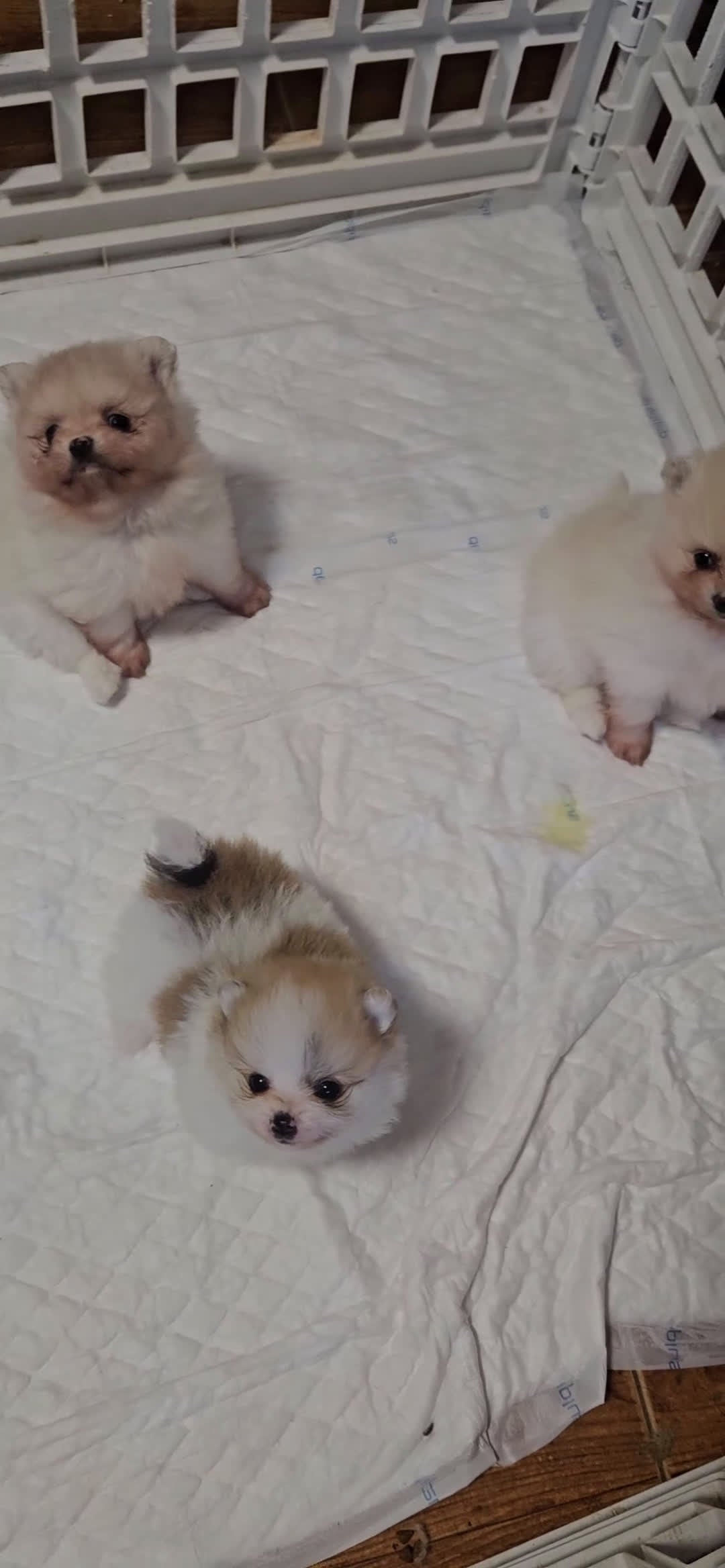 Pomerania perros en venta: Lulú d pomerania  - Video 1