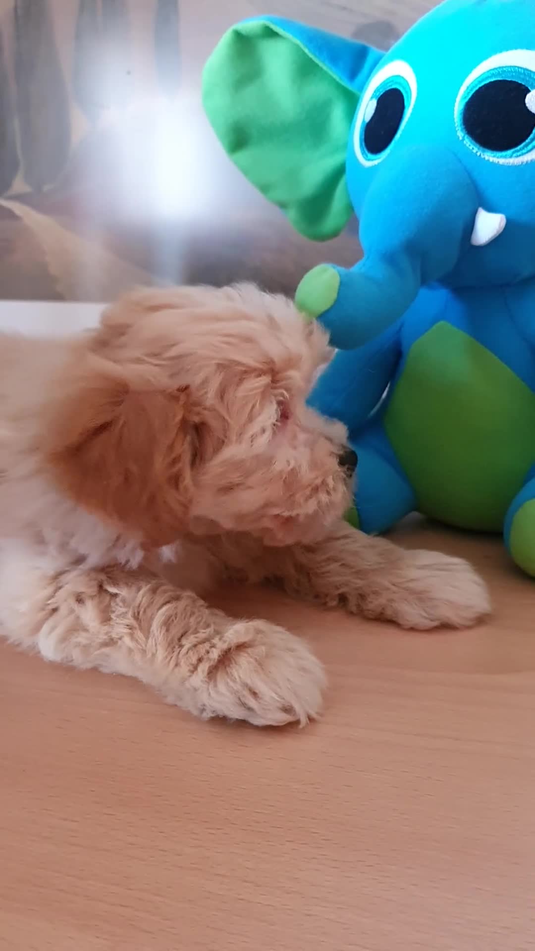 Raza Mixta perros en venta: Maltipoo macho cachorro - Video 1