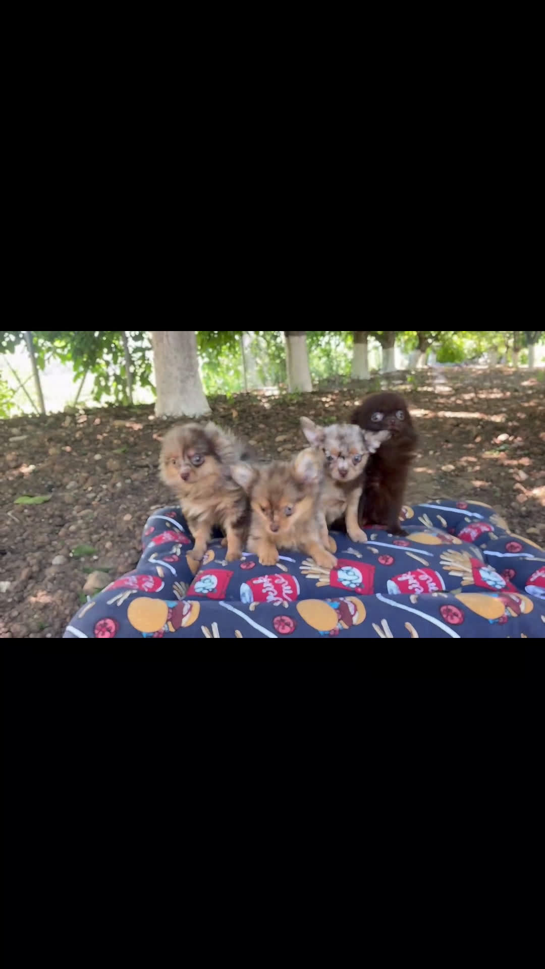 Pomchi perros en venta: Pomchi (Pomeramia y Chihuahua) - Video 1