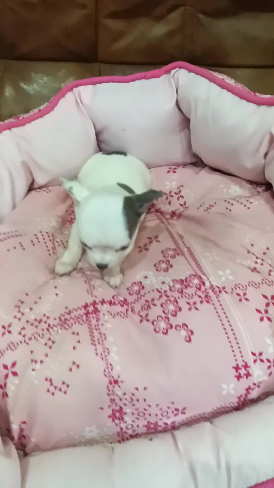 Chihuahua perros en venta: CHIHUAHUA TOY - Video 1