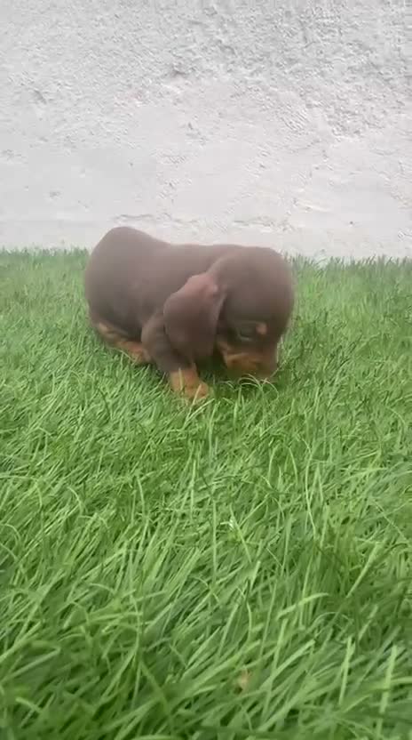 Teckel Miniatura perros en venta: Teckel Miniatura - Video 1