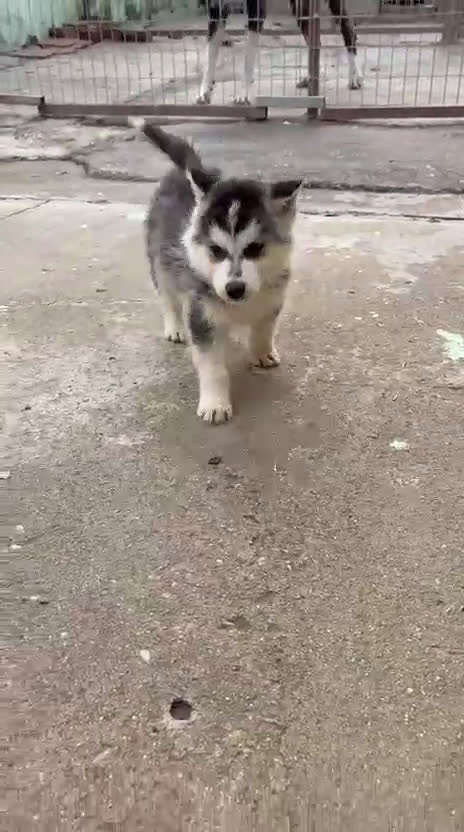 Husky Siberiano perros en venta: Cachorro macho de Husky siberiano  - Video 1