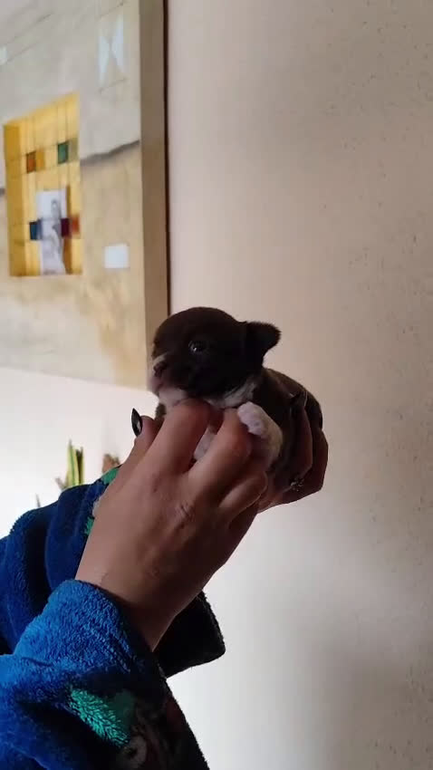 Chihuahua perros en venta: CHIHUAHUA HEMBRA EXCLUSIVA  - Video 1
