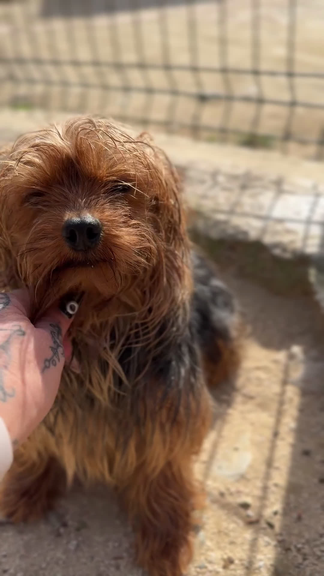 Yorkshire Terrier perros en venta: Yorkshire mini ADOPCIÓN  - Video 1