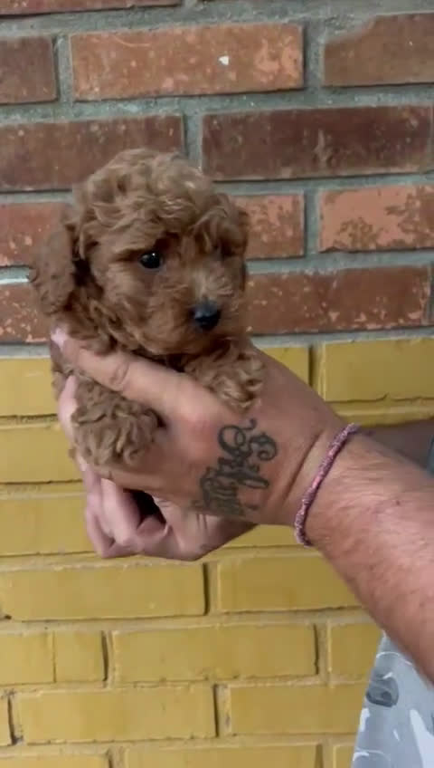 Caniche Toy perros en venta: Caniche toy - Video 2