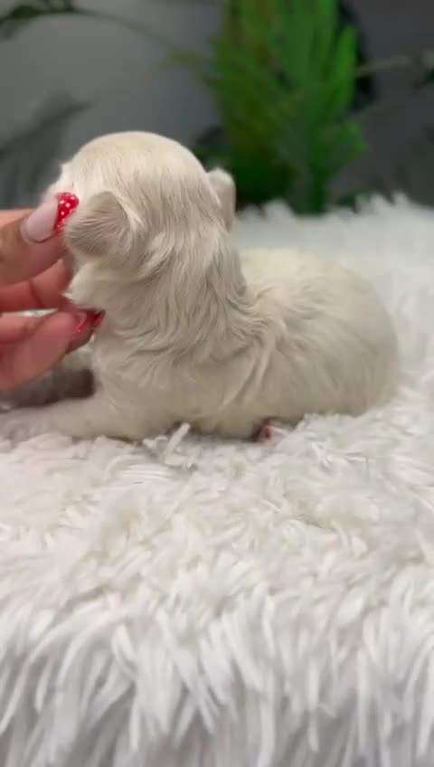 Maltipoo perros en venta: MALTIPOO HEMBRA - Video 1