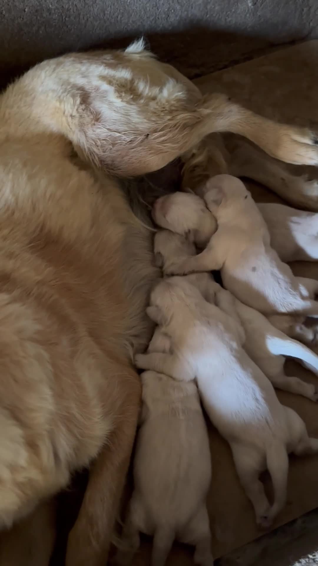 Golden Retriever perros en venta: Golden Retrevier - Video 1