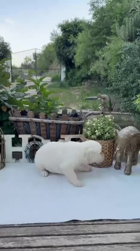 Golden Retriever perros en venta: Golden retriever bebe Hembra disponibles  - Video 1