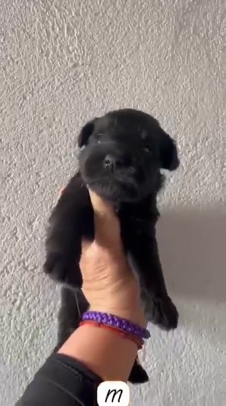 Schnauzer Miniatura perros en venta: SCHNAUZER MINI  - Video 1