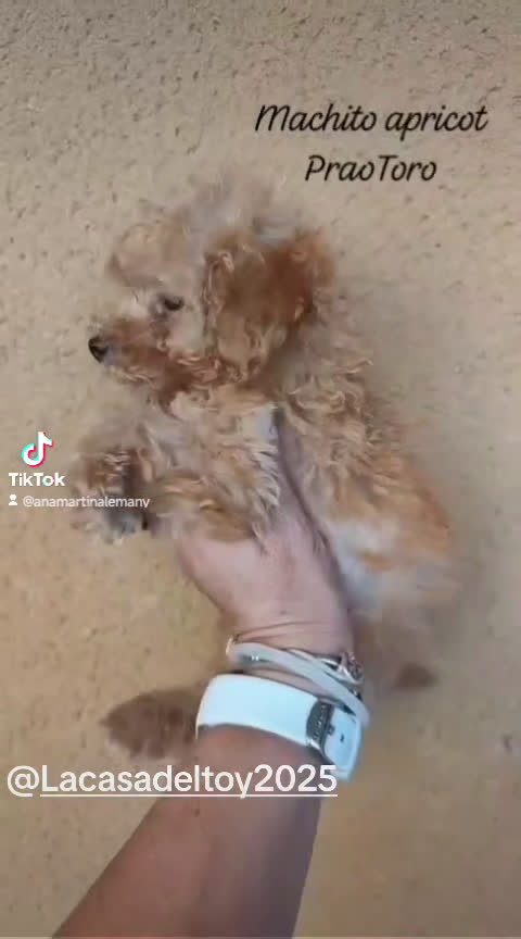 Caniche Toy perros en venta: Caniche Toy APricot - Video 1
