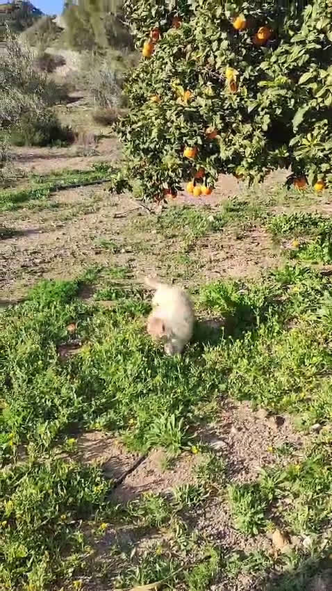 Pastor Australiano perros en venta: PASTOR AUSTRALIANO  - Video 1