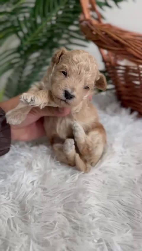 Maltipoo perros en venta: MALTIPOO HEMBRA - Video 1