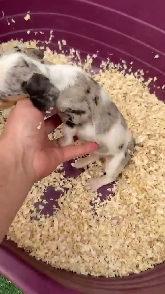 Teckel Miniatura perros en venta: Teckel miniatura - Video 2