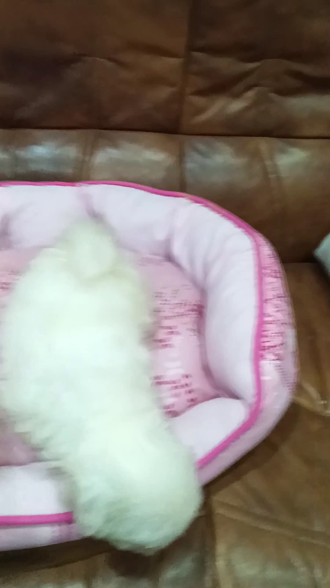 Bichón Maltés perros en venta: BICHON MALTÉS  - Video 1