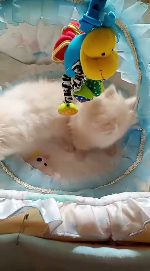 Persa gatos en venta: Gatitos persa Himalayos  - Video 3