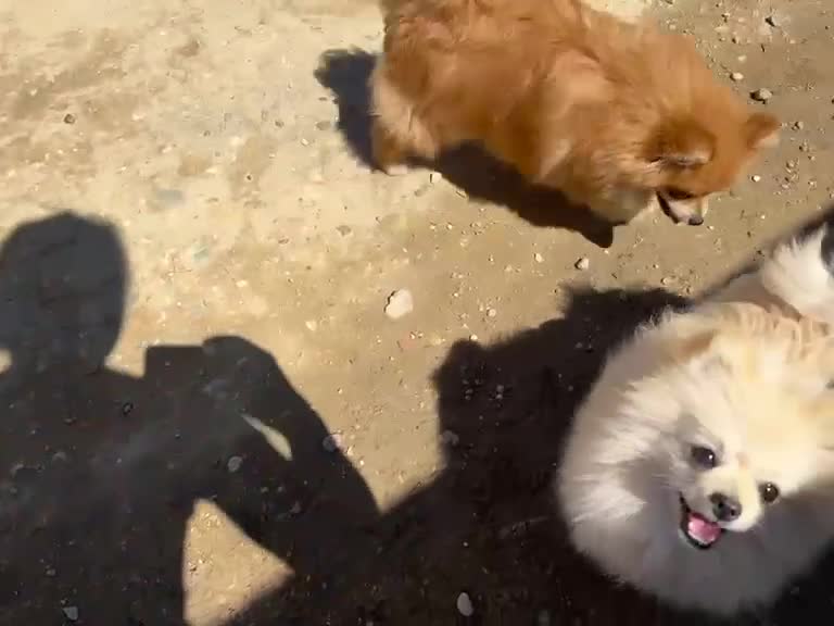Pomerania perros en venta: Pomerania  - Video 1
