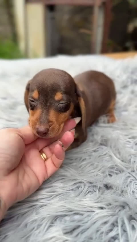 Teckel Miniatura perros en venta: TECKEL CHOCOLATE DISPONIBLE - Video 1