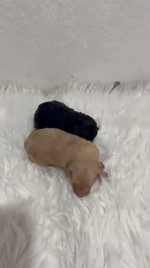 Maltipoo perros en venta: MALTIPOO MINI TOY - Video 2
