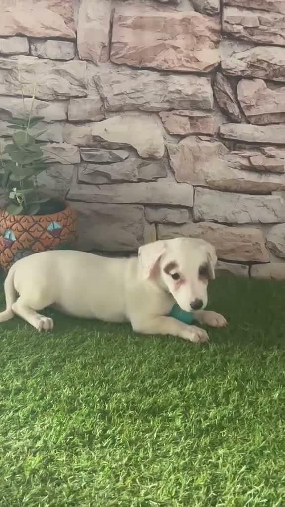 Jack Russell Terrier perros en venta: ADORABLES CACHORRITOS JACK RUSSELL - Video 3