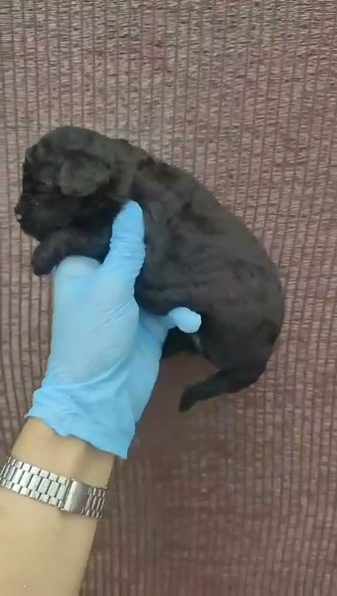 Caniche Toy perros en venta: Caniches - Video 3