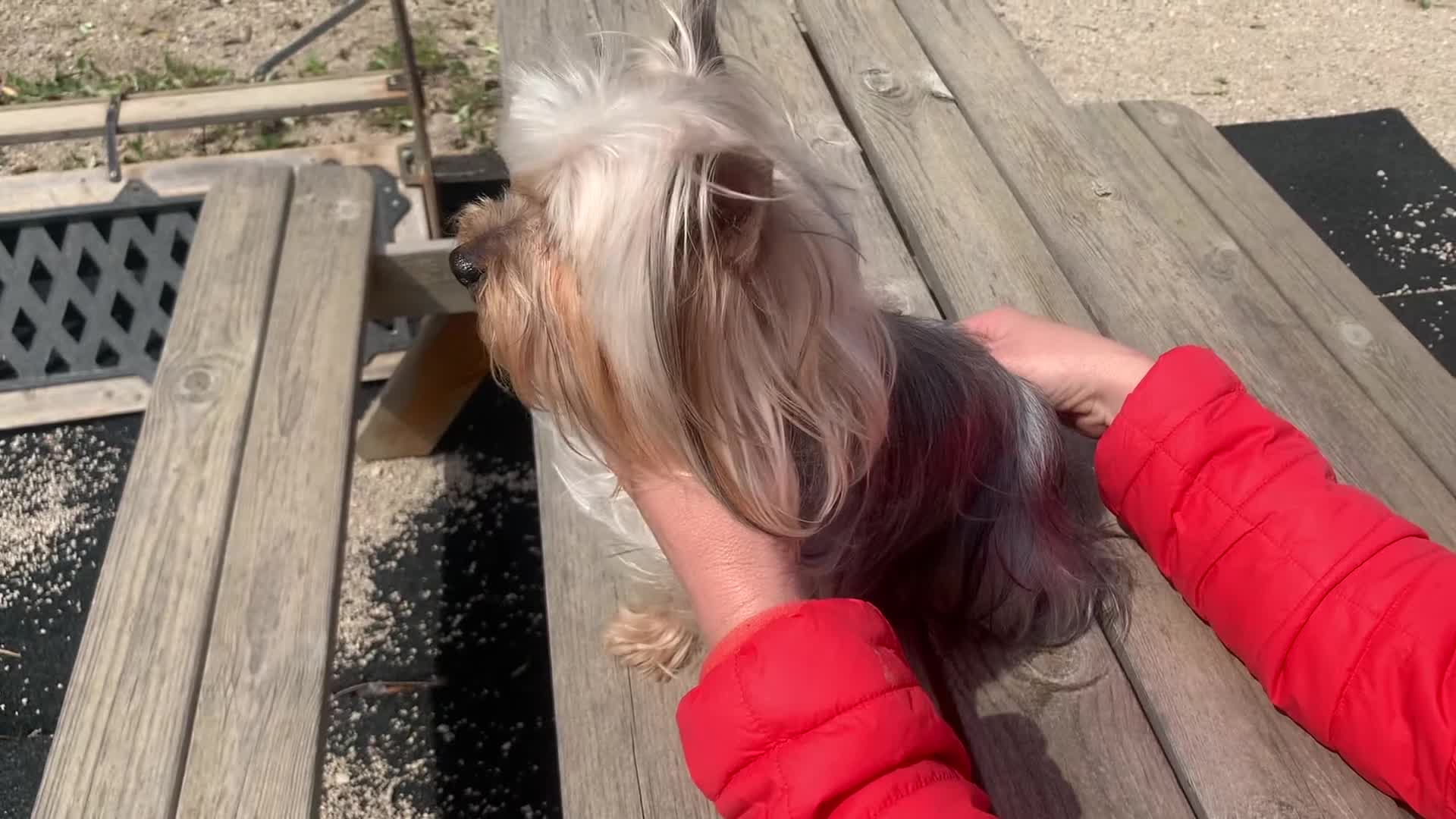 Yorkshire Terrier perros en venta: Nueva camada yorkshire toy - Video 1