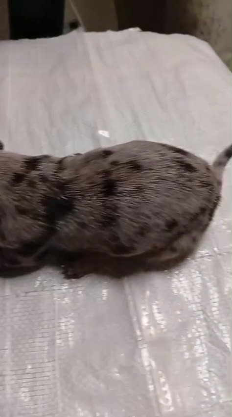 Teckel perros en venta: 🐾 TECKEL KANICHEN MACHOS – CRIADOS CON AMOR 🐾 - Video 1