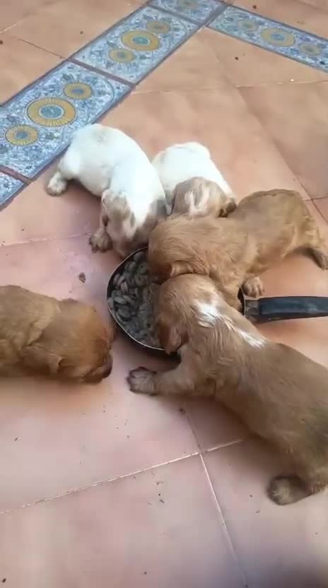 Cocker Spaniel Inglés perros en venta: Cocker spaniel  - Video 1