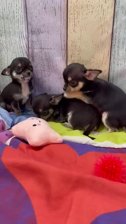 Chihuahua perros en venta: Chihuahuas Toy simpatiquísimos  - Video 1