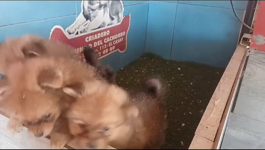 Pomerania perros en venta: CAMADA DE POMERANIA  en Madrid - Video 1