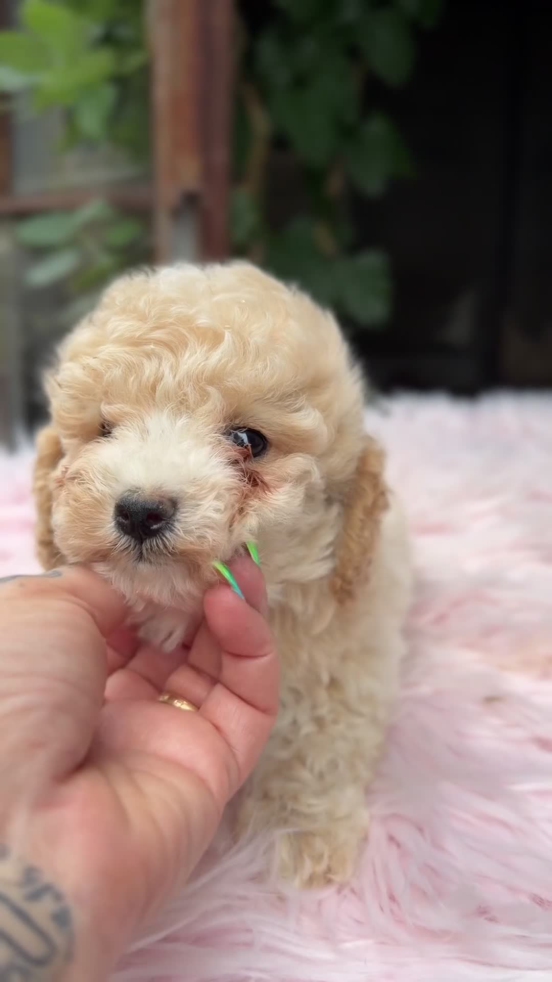 Caniche Toy perros en venta: Caniche Toy Apricot  - Video 3