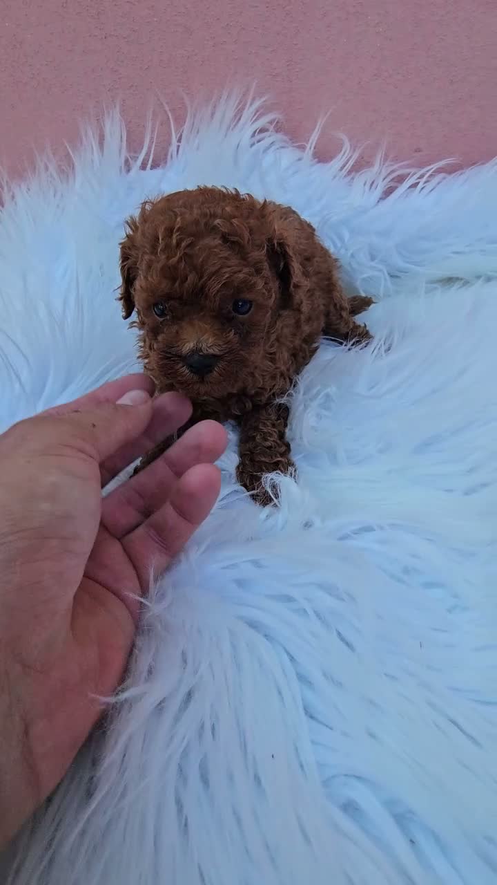 Caniche Toy perros en venta: CACHORROS LINEA ASIATICA en Sevilla - Video 2