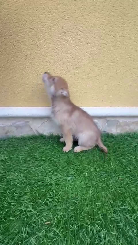 Perro Lobo de Saarloos perros en venta: Perro lobo ibérico hembra roja - Video 1